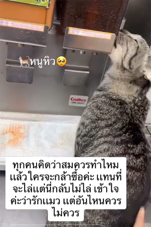 ทาสปล่อยแมวเลียตู้กดน้ำร้านสะดวกซื้อ ไม่ยอมไล่ แถมถ่ายคลิปโชว์ 