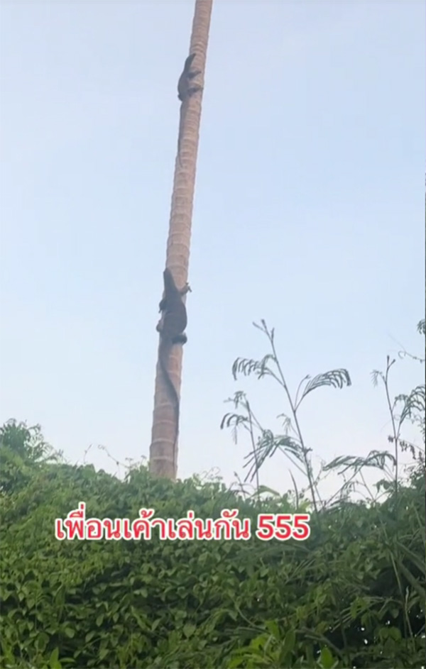 เห้หนีเห้ ขึ้นต้นมะพร้าว