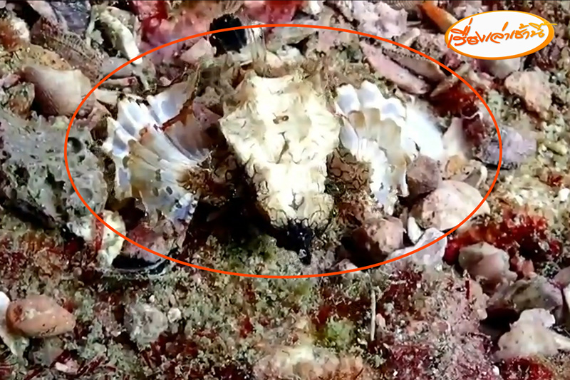 ไก่ทะเล สัตว์หาชมยากใต้ท้องทะเล ถูกบันทึกภาพได้ใต้อ่าวมาหลง