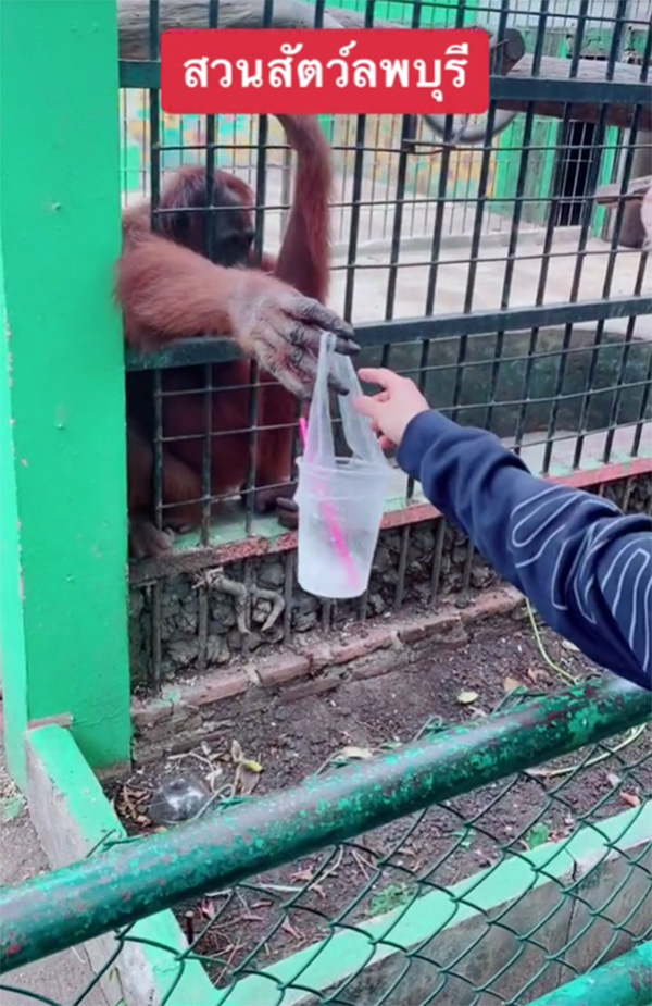 เจ้าลิงจ๋อแสนรู้หยิบขยะหน้ากรง ส่งให้นักท่องเที่ยวฝากทิ้งถังขยะด้วย