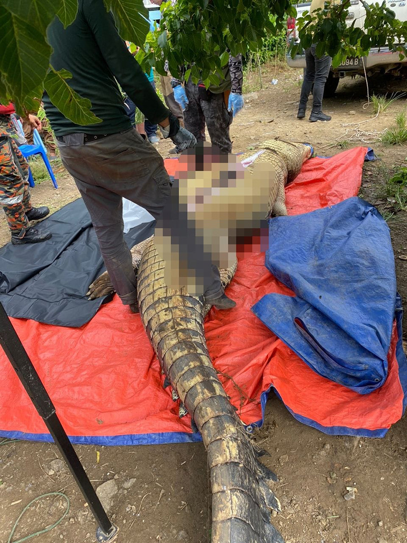 จระเข้ยักษ์