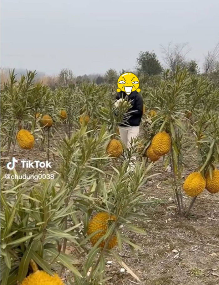 แม่ค้าจีนทำคลิปรีวิวทุเรียนสด จากต้น 