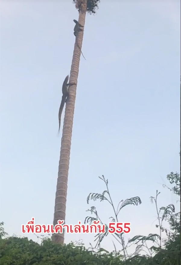 เห้หนีเห้ ขึ้นต้นมะพร้าว