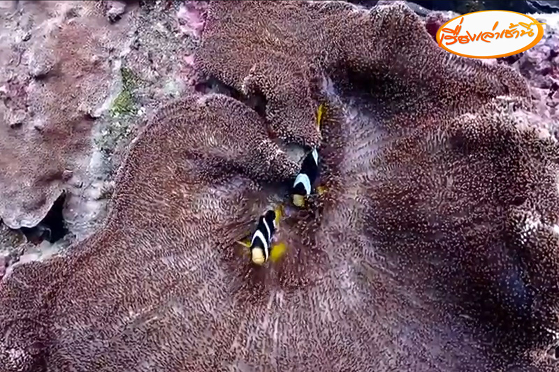 ไก่ทะเล สัตว์หาชมยากใต้ท้องทะเล ถูกบันทึกภาพได้ใต้อ่าวมาหลง