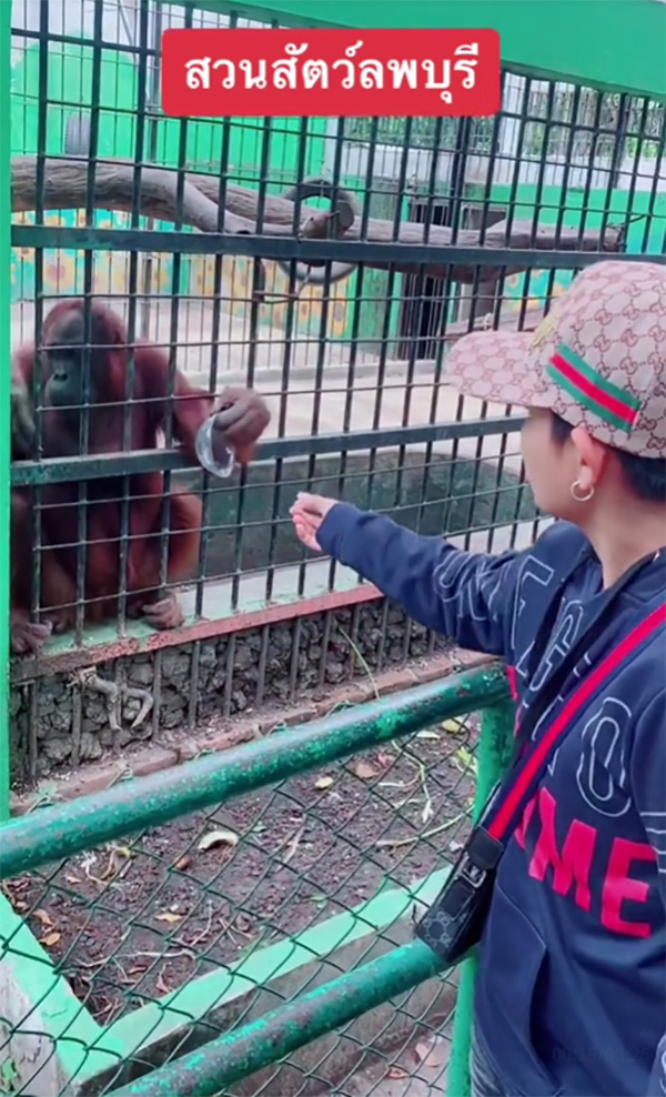 เจ้าลิงจ๋อแสนรู้หยิบขยะหน้ากรง ส่งให้นักท่องเที่ยวฝากทิ้งถังขยะด้วย