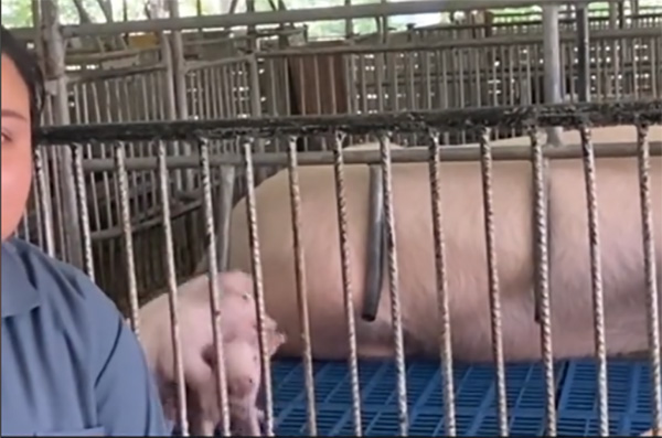 สาวอัดคลิปพรีเซนต์งานอาจารย์ มีแต่คนโฟกัสข้างหลัง สถานการณ์คุกรุ่น 