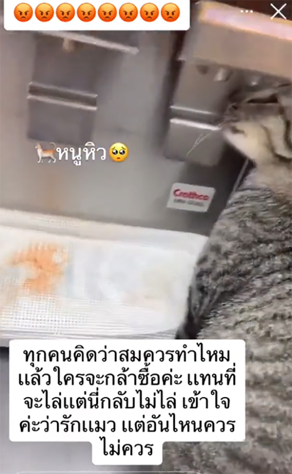 ทาสปล่อยแมวเลียตู้กดน้ำร้านสะดวกซื้อ ไม่ยอมไล่ แถมถ่ายคลิปโชว์ 