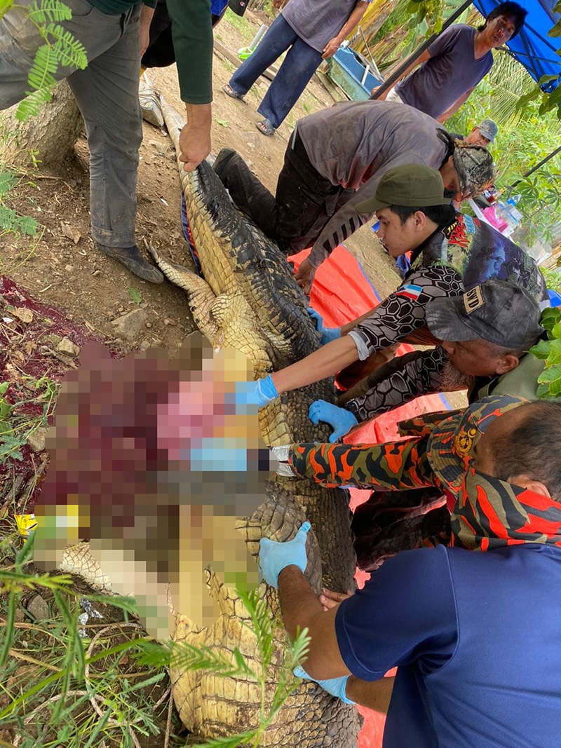 จระเข้ยักษ์