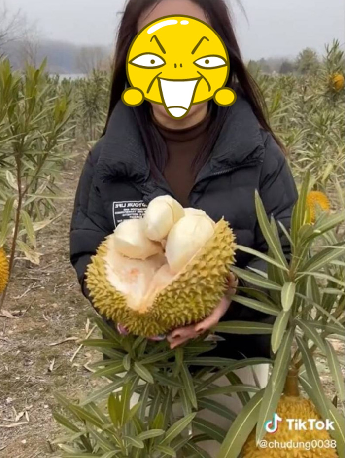 แม่ค้าจีนทำคลิปรีวิวทุเรียนสด จากต้น 