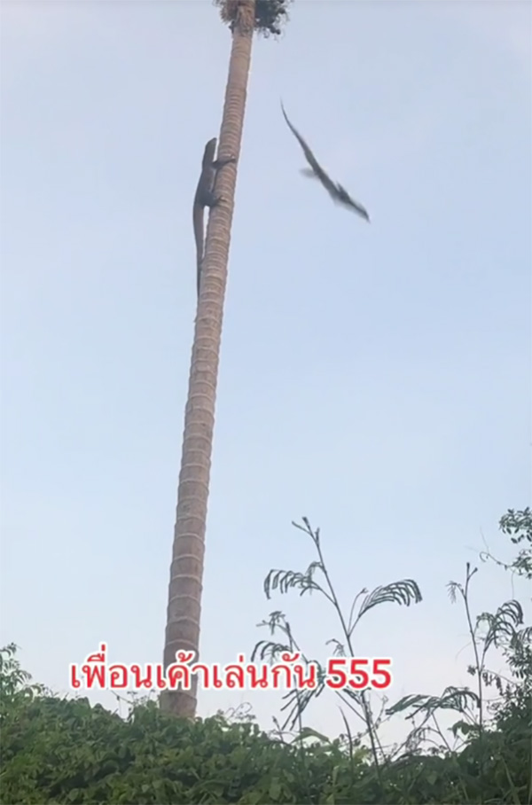 เห้หนีเห้ ขึ้นต้นมะพร้าว