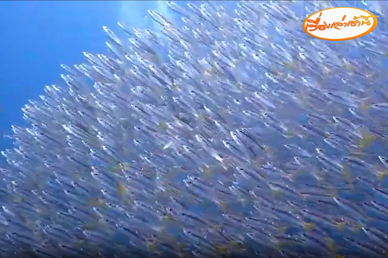 ไก่ทะเล สัตว์หาชมยากใต้ท้องทะเล ถูกบันทึกภาพได้ใต้อ่าวมาหลง