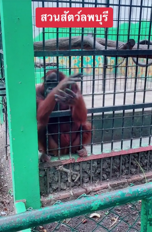 เจ้าลิงจ๋อแสนรู้หยิบขยะหน้ากรง ส่งให้นักท่องเที่ยวฝากทิ้งถังขยะด้วย