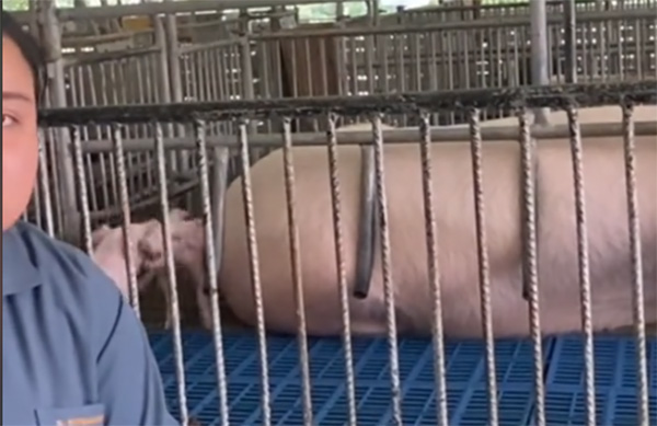 สาวอัดคลิปพรีเซนต์งานอาจารย์ มีแต่คนโฟกัสข้างหลัง สถานการณ์คุกรุ่น 