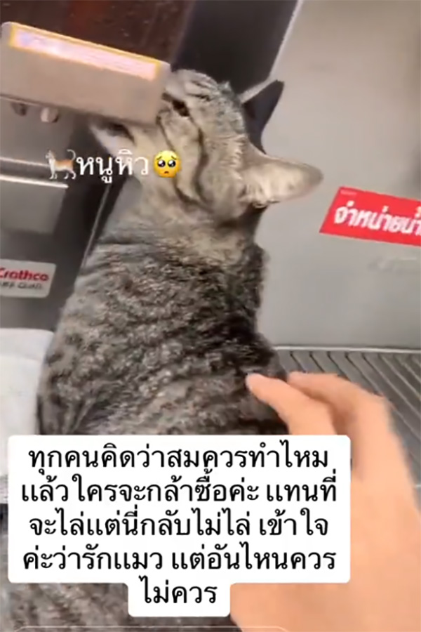 ทาสปล่อยแมวเลียตู้กดน้ำร้านสะดวกซื้อ ไม่ยอมไล่ แถมถ่ายคลิปโชว์ 