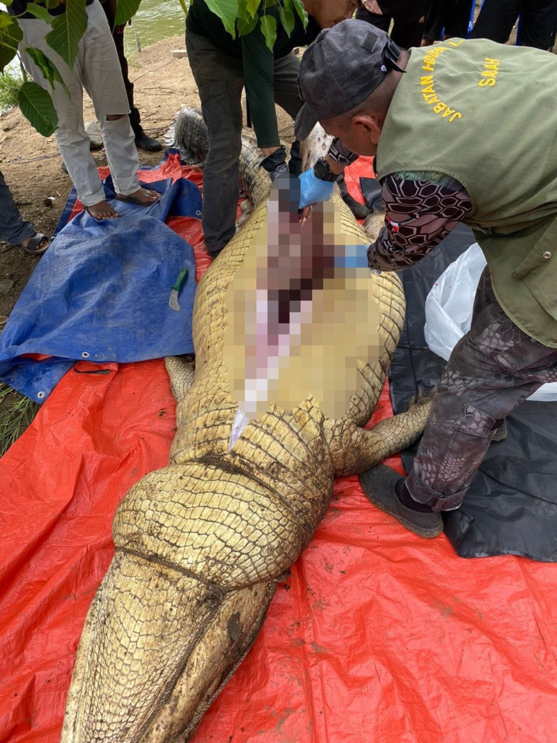 จระเข้ยักษ์