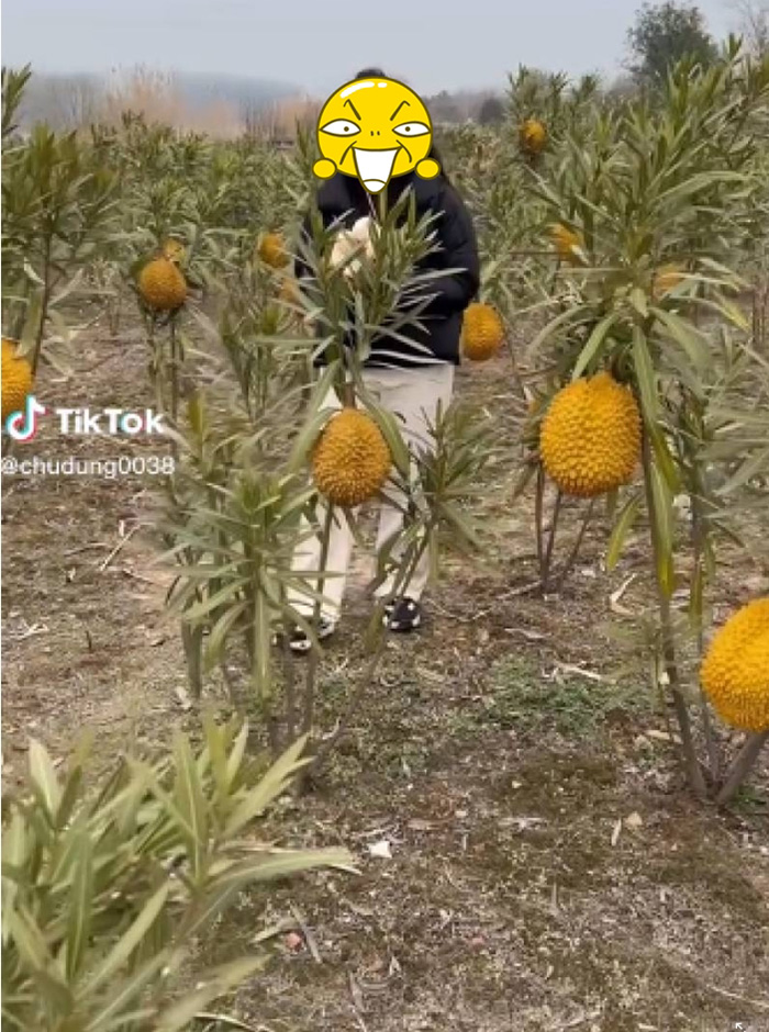 แม่ค้าจีนทำคลิปรีวิวทุเรียนสด จากต้น 