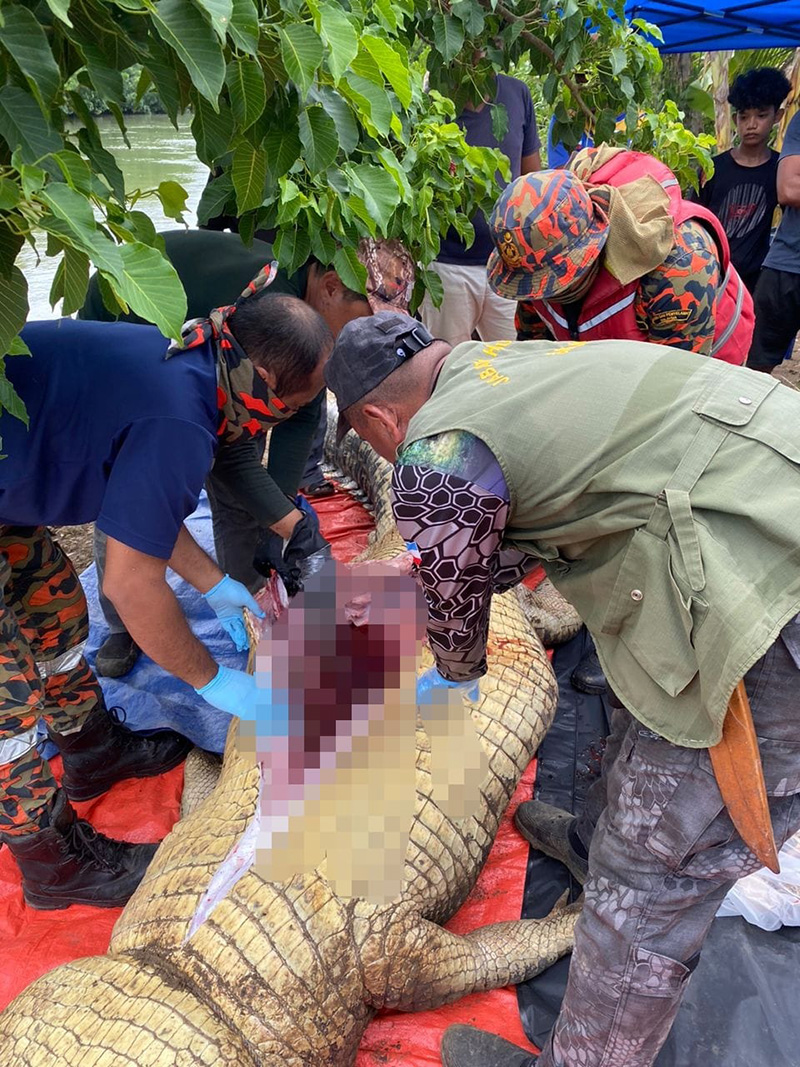 จระเข้ยักษ์