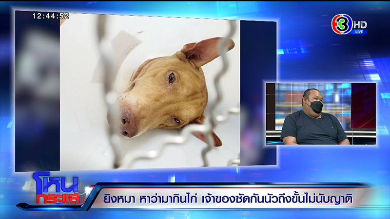 เจ้าของหมา VS ญาติ ซัดนัว อ้างหมากัดไก่ 50 ตัว