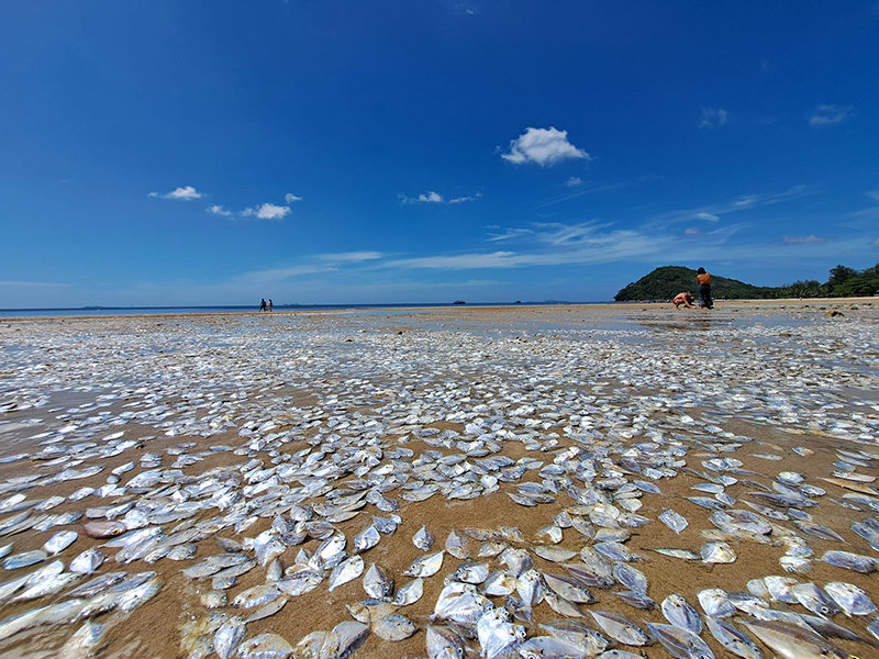 ปรากฏการณ์ปลาตายน้ำแดงเกลื่อนหาดนับล้านตัว