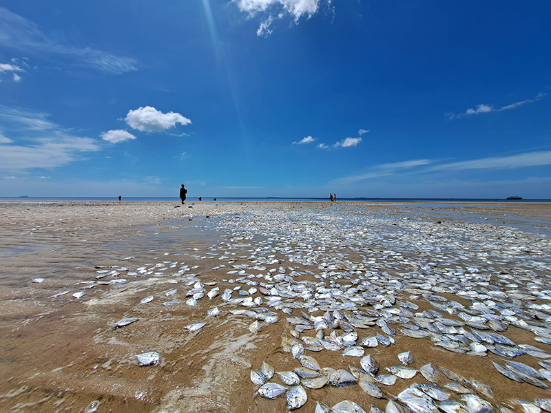 ปรากฏการณ์ปลาตายน้ำแดงเกลื่อนหาดนับล้านตัว