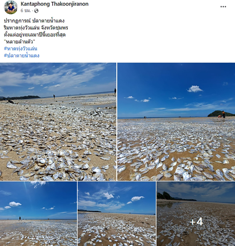 ปรากฏการณ์ปลาตายน้ำแดงเกลื่อนหาดนับล้านตัว