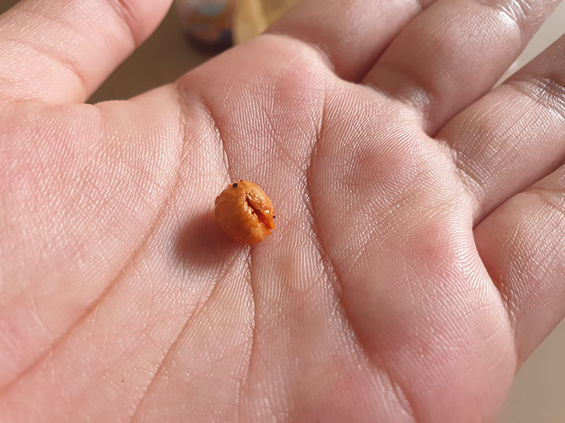 ซื้อส้มตำไทยเจอสิ่งนี้นึกว่าถั่ว แต่น้องดันมีขา