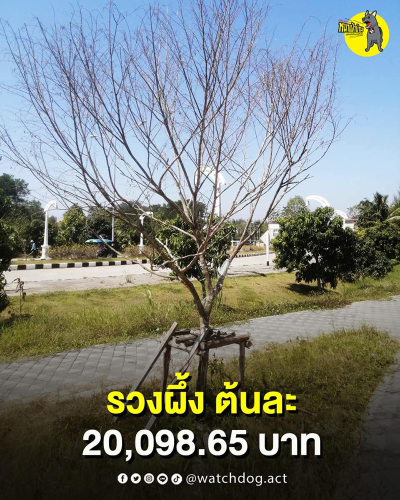 แฉอีก ต้นรวงผึ้ง ต้นละ 2 หมื่น ล่าสุดยืนต้นตาย