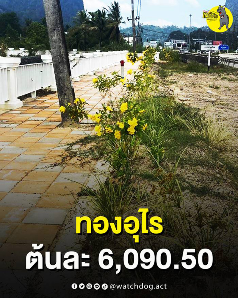 แฉอีก ต้นรวงผึ้ง ต้นละ 2 หมื่น ล่าสุดยืนต้นตาย