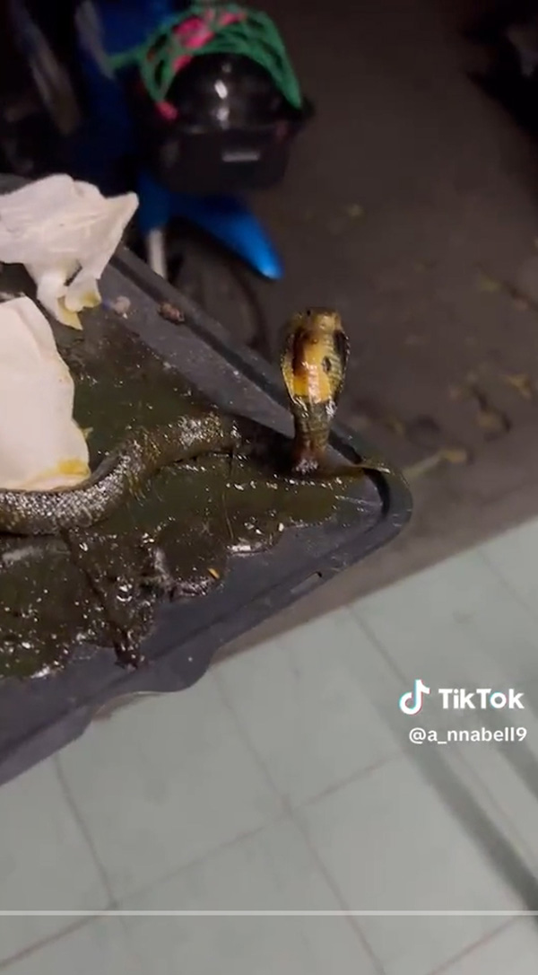 วางกาวดักหนู แต่สิ่งที่ดักได้ทำเอาขนลุก