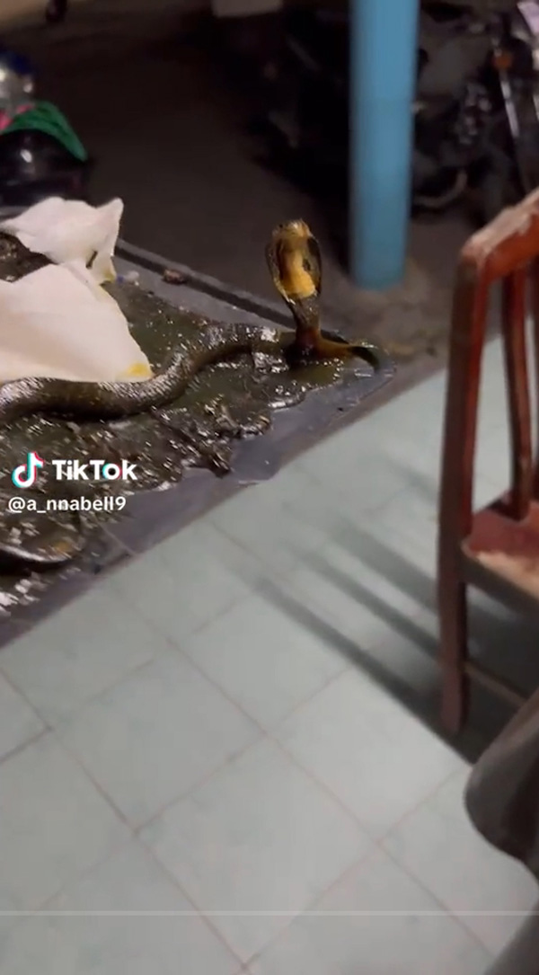 วางกาวดักหนู แต่สิ่งที่ดักได้ทำเอาขนลุก