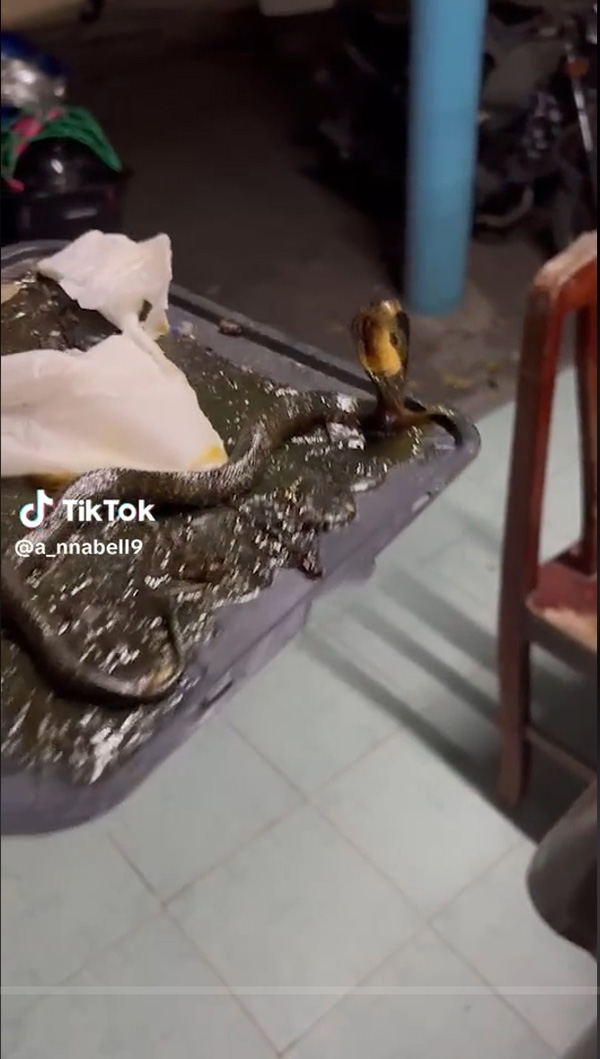 วางกาวดักหนู แต่สิ่งที่ดักได้ทำเอาขนลุก