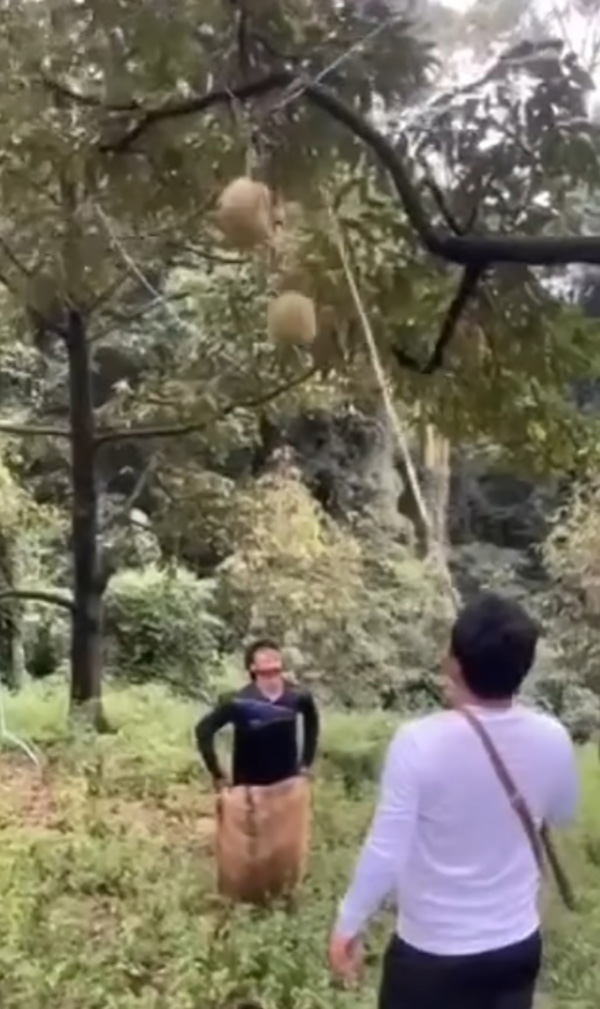 คลิปสอยทุเรียนจากต้น ตกใส่หัวชาวสวน