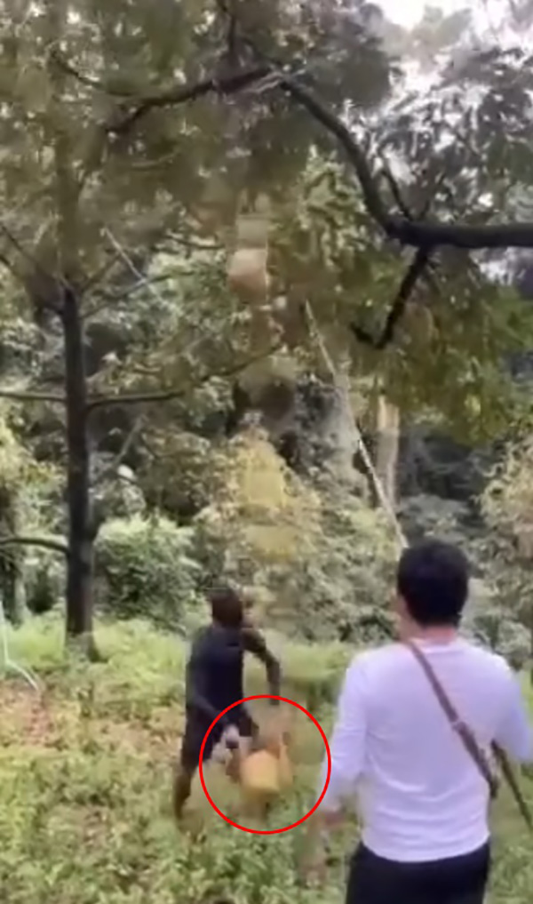 คลิปสอยทุเรียนจากต้น ตกใส่หัวชาวสวน