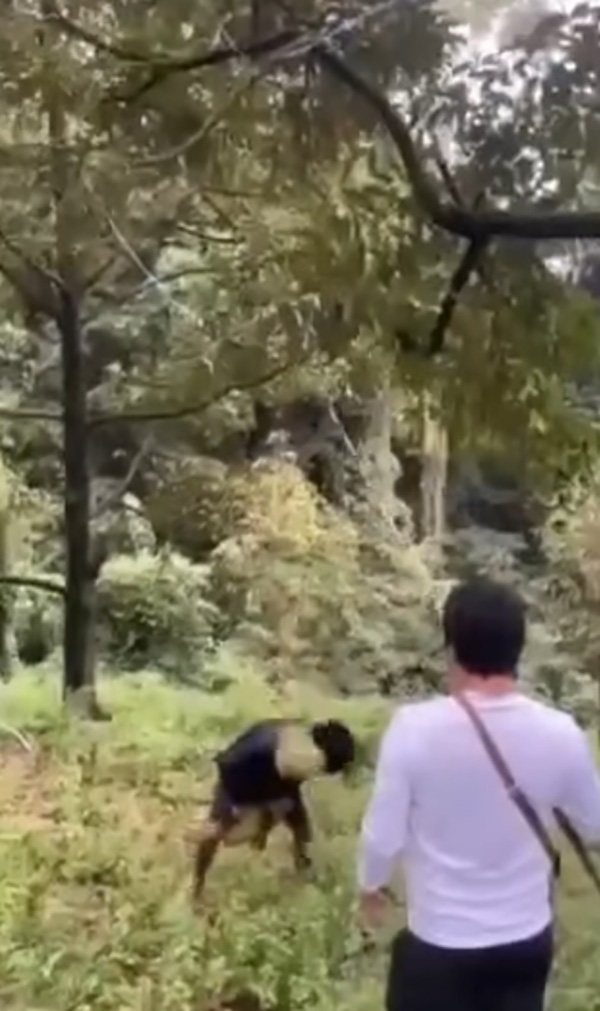 คลิปสอยทุเรียนจากต้น ตกใส่หัวชาวสวน