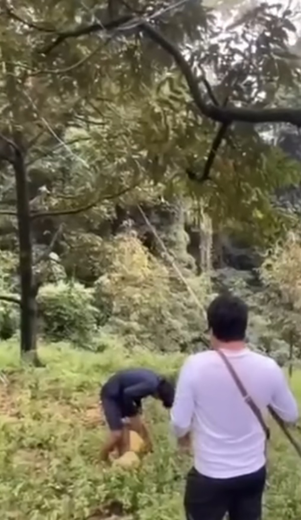 คลิปสอยทุเรียนจากต้น ตกใส่หัวชาวสวน