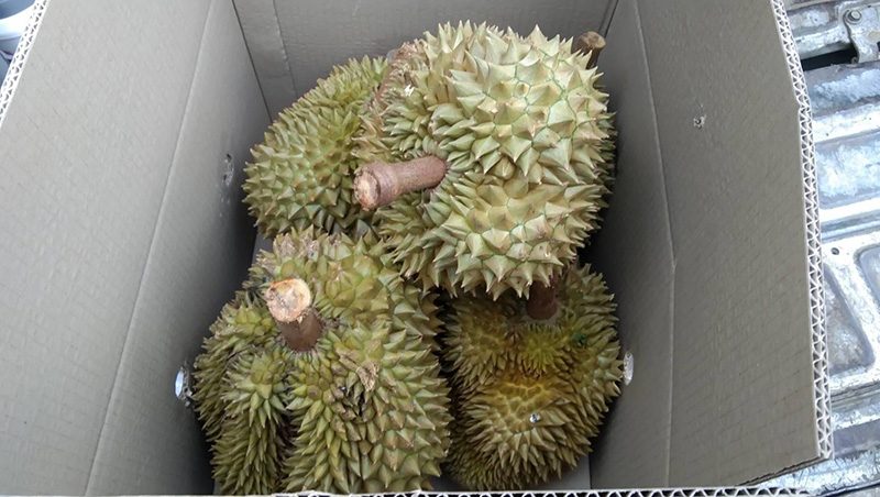 โวย ศุลกากรจับทุเรียนเถื่อนกว่า 8 ตัน ที่แท้โอละพ่อ เจ้าของไปทวงพบถูกขายเกลี้ยง