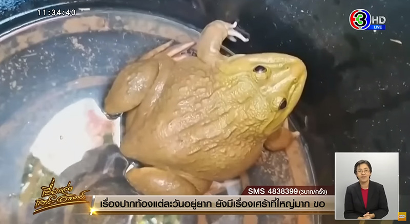 ชาวบ้านจับกบสีทองได้ เซียนกบขอไถ่ชีวิต