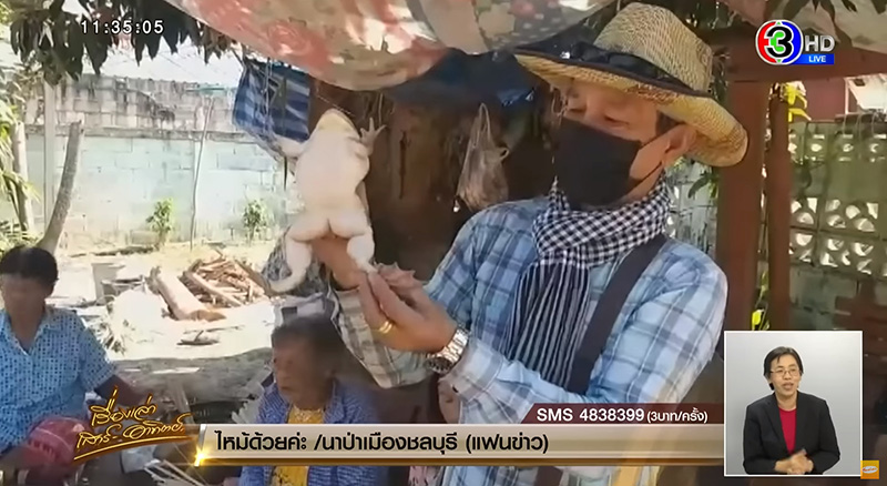 ชาวบ้านจับกบสีทองได้ เซียนกบขอไถ่ชีวิต