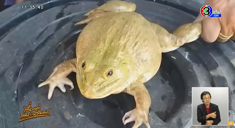 ชาวบ้านจับกบสีทองได้ เซียนกบขอไถ่ชีวิต