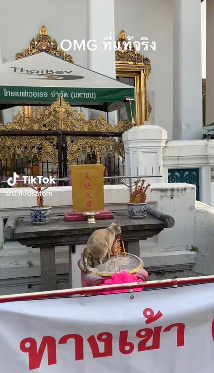 เมื่อน้องแมวสุดกลั้น ทำสิ่งนี้บนกระถางธูป