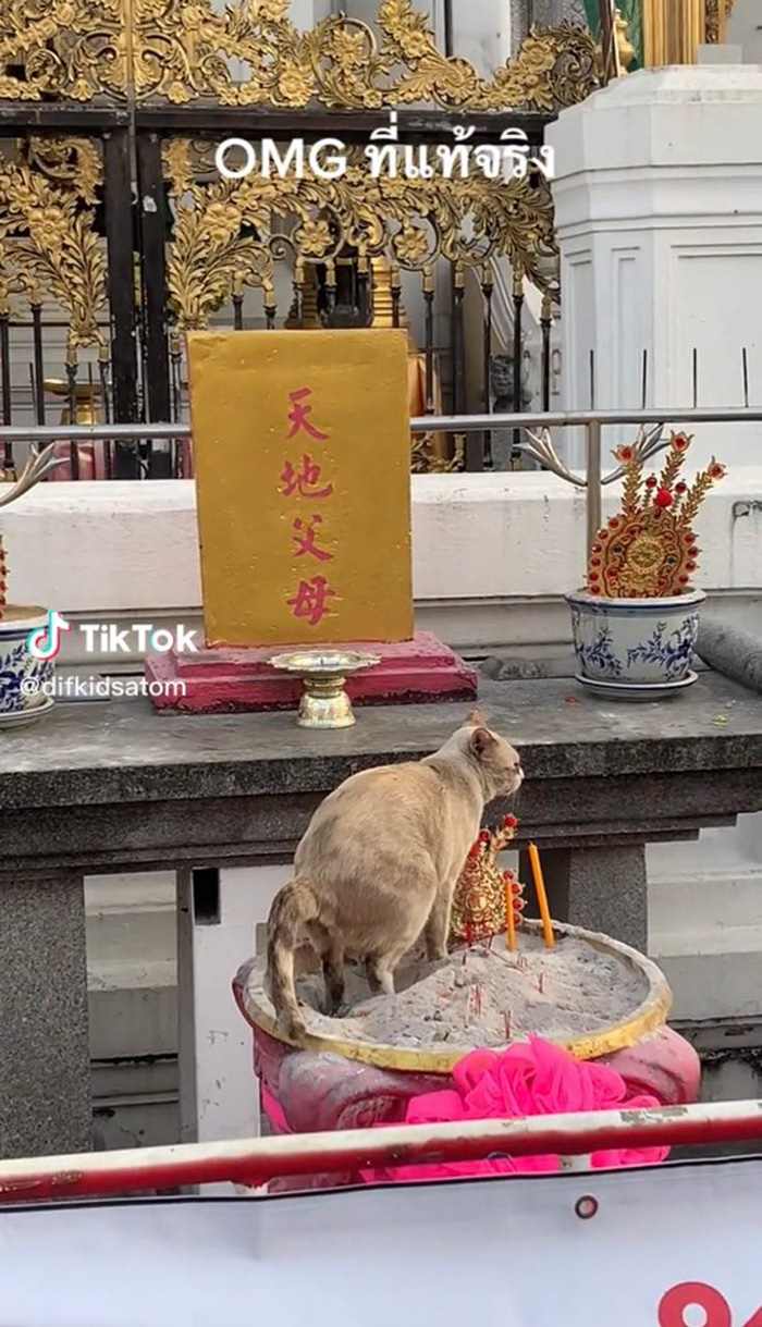เมื่อน้องแมวสุดกลั้น ทำสิ่งนี้บนกระถางธูป