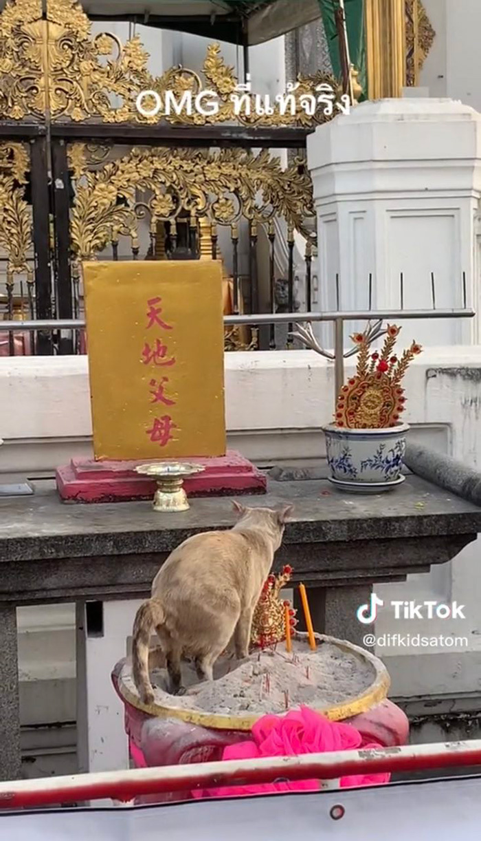 เมื่อน้องแมวสุดกลั้น ทำสิ่งนี้บนกระถางธูป
