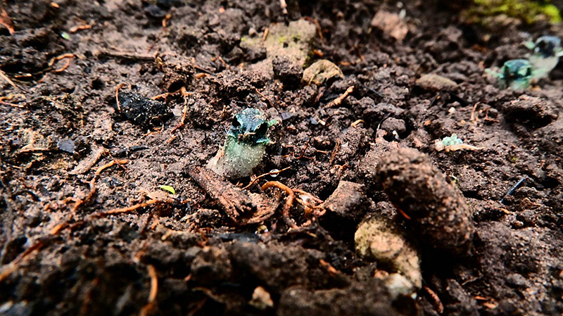 พิศวงตานกฮูก