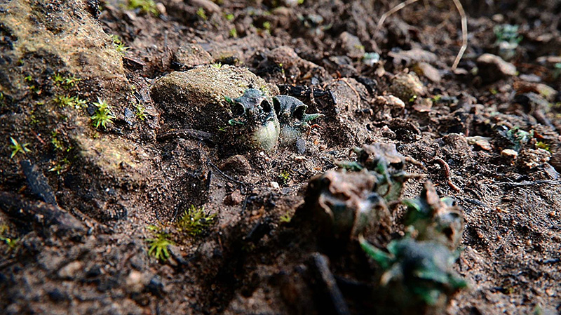 พิศวงตานกฮูก