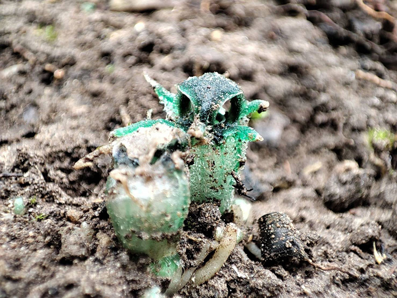 พิศวงตานกฮูก