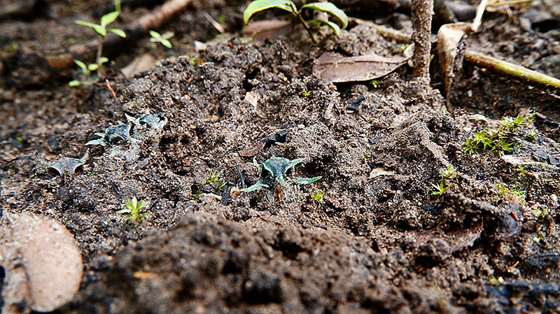 พิศวงตานกฮูก