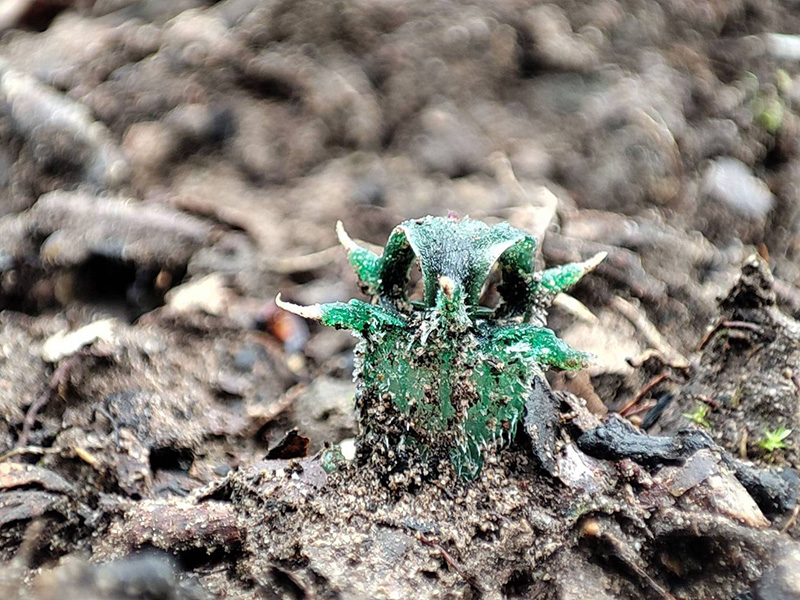 พิศวงตานกฮูก