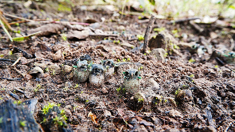 พิศวงตานกฮูก