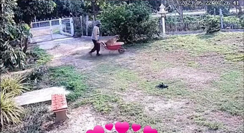 ลูกสาวแอบดูกล้อง กลัวพ่อทำสวนเหนื่อย กลับเจอภาพบาดตา