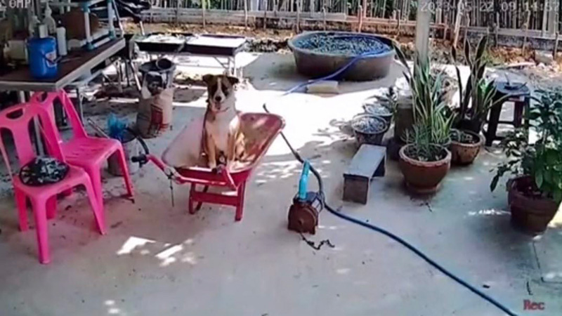 ลูกสาวแอบดูกล้อง กลัวพ่อทำสวนเหนื่อย กลับเจอภาพบาดตา